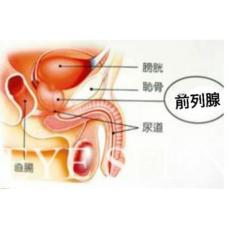 Urethra Bullet獨家設計商品316L鋼製